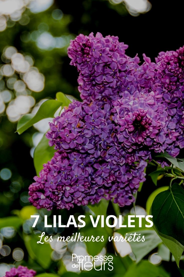 Lilas violet : les meilleures variétés - Promesse de Fleurs