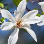 Magnolias à fleurs blanches