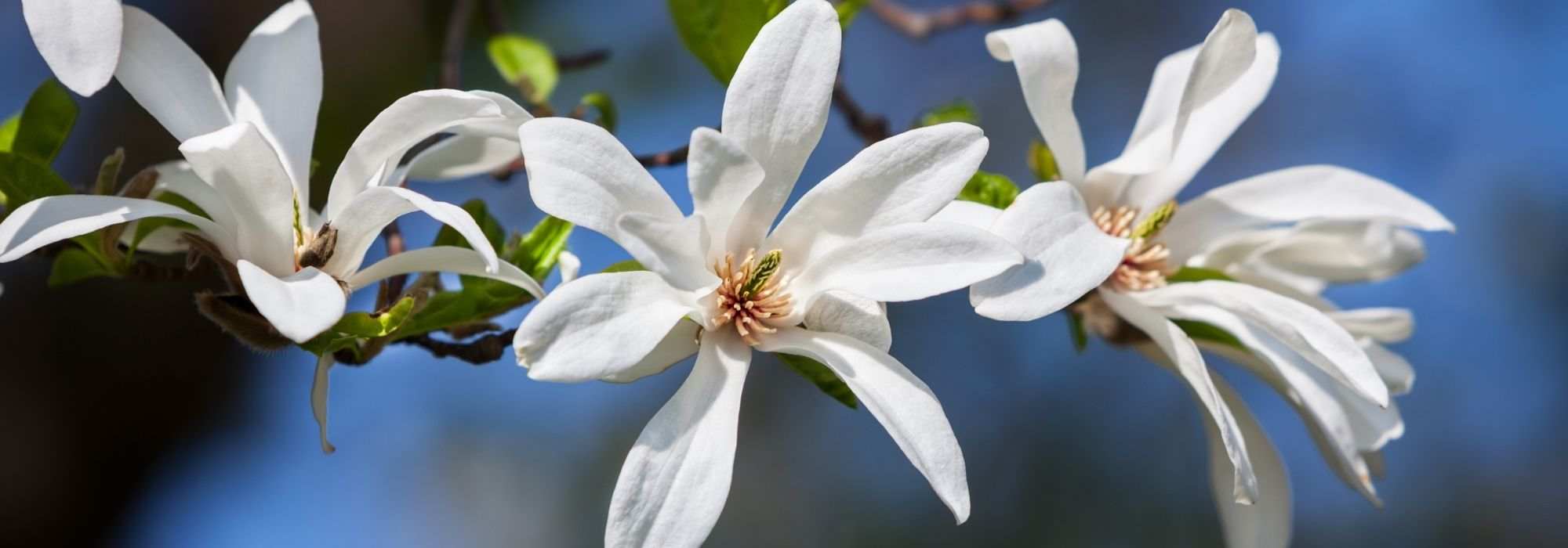 5 magnolias à fleurs en étoile