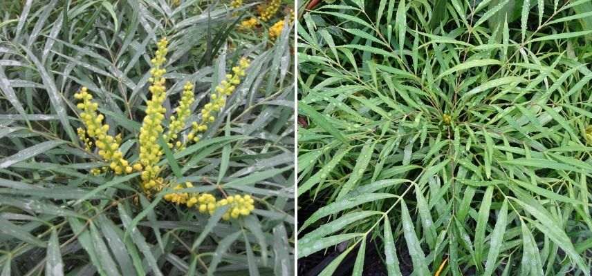 mahonia en pot, arbuste persistant pot