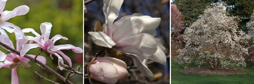 grand Magnolia à fleurs étoilées