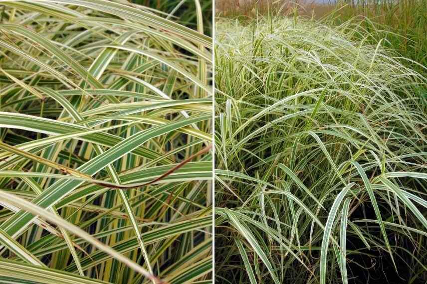 roseau de Chine, graminée feuillage panaché