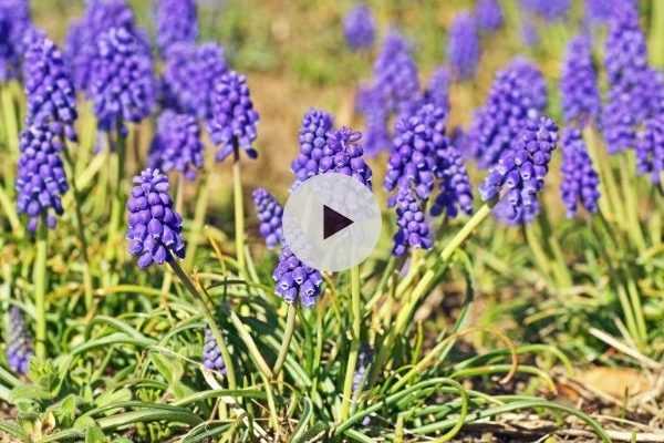 Le Muscari armeniacum : Un joli tapis printanier