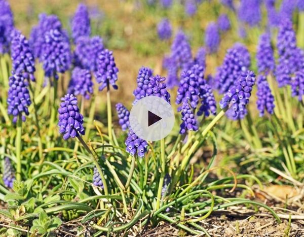 Le Muscari armeniacum : Un joli tapis printanier