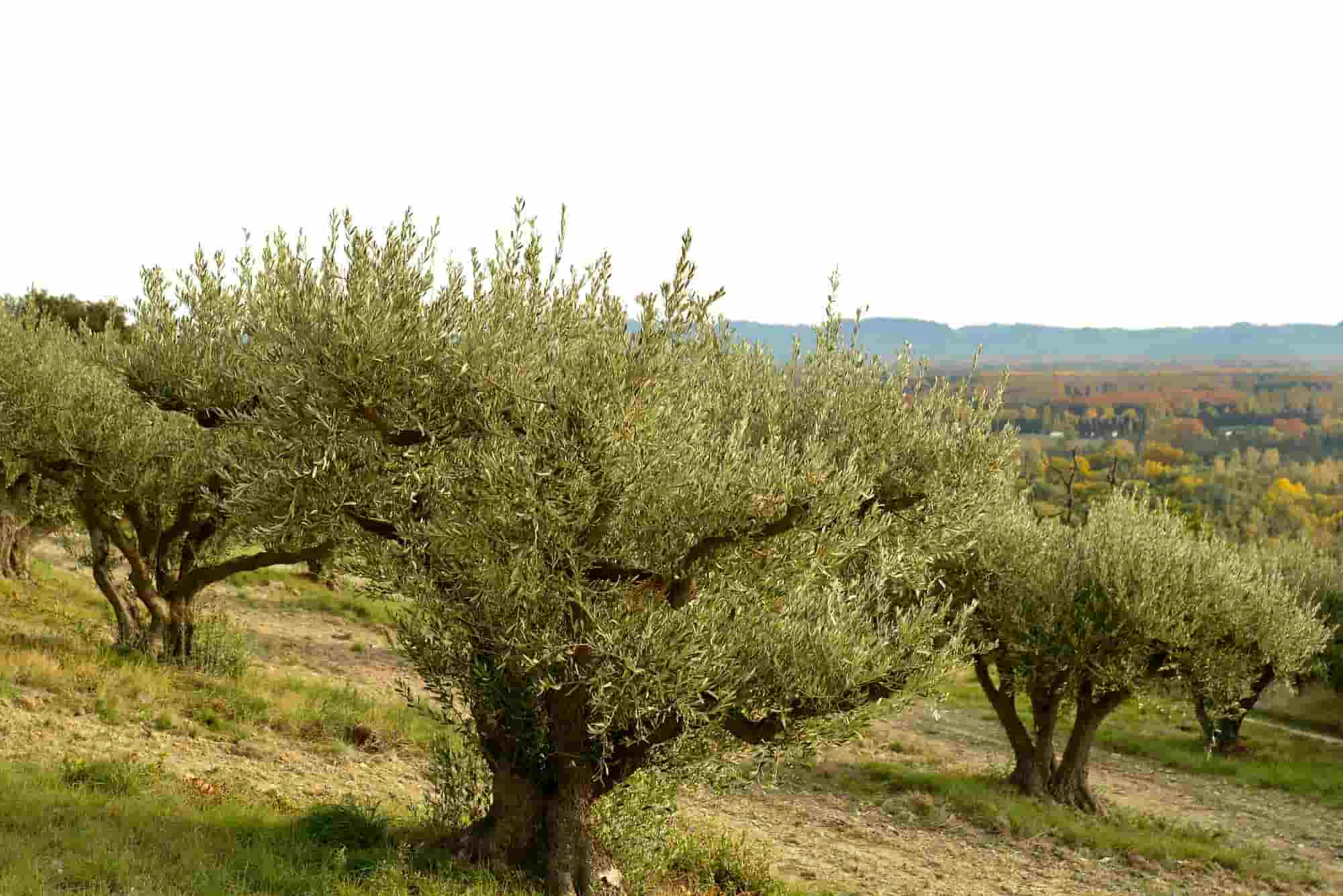 13 fruitiers méditerranéens qui sentent bon le sud