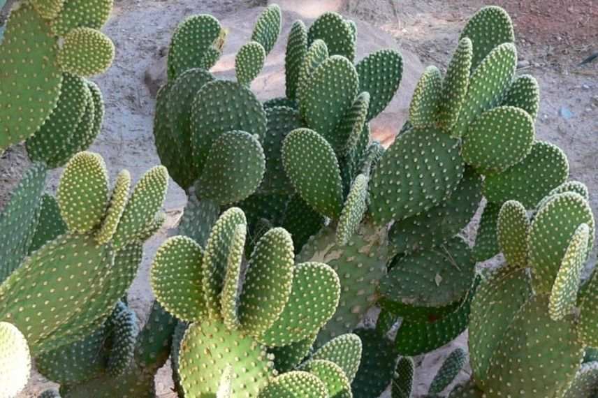 cactus, figuier de barbarie en pot