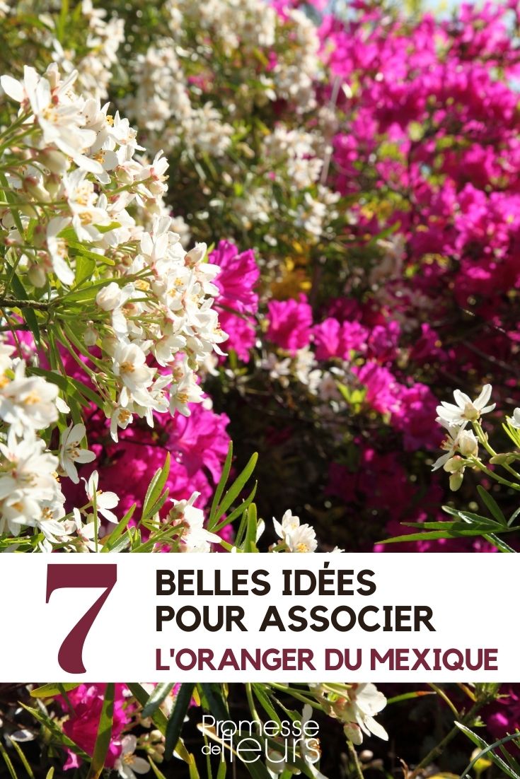 7 idées d'association pour jardin japonais - Promesse de Fleurs