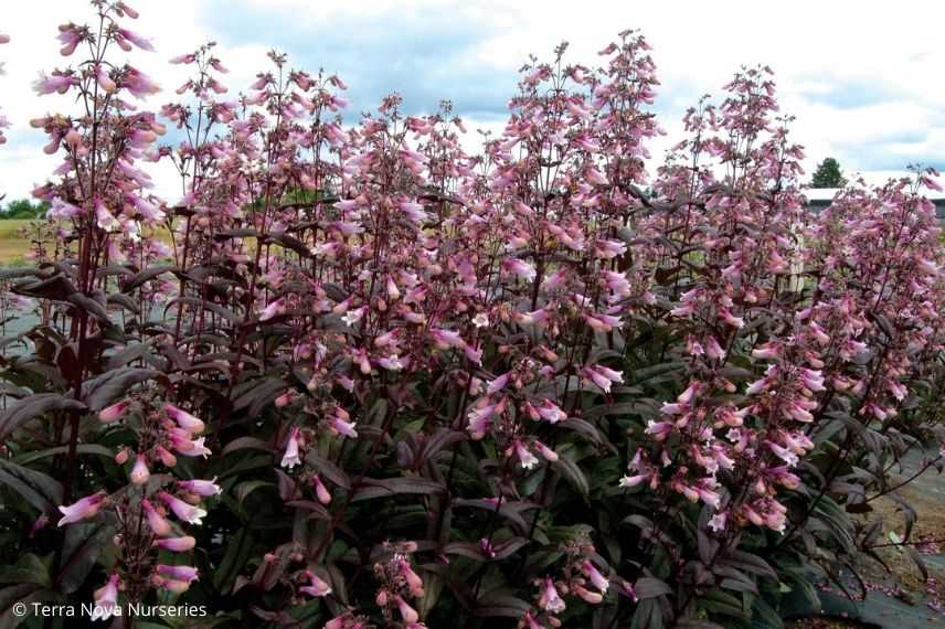 Penstemon feuillage pourpre