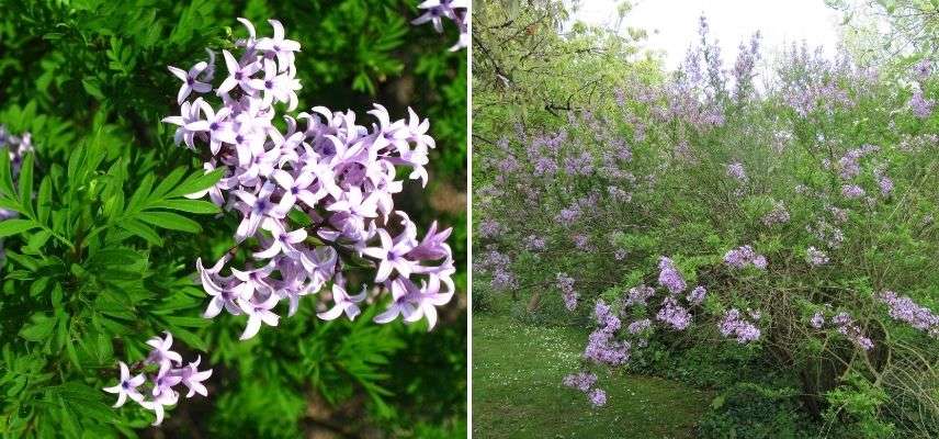 lilas de Perse violet