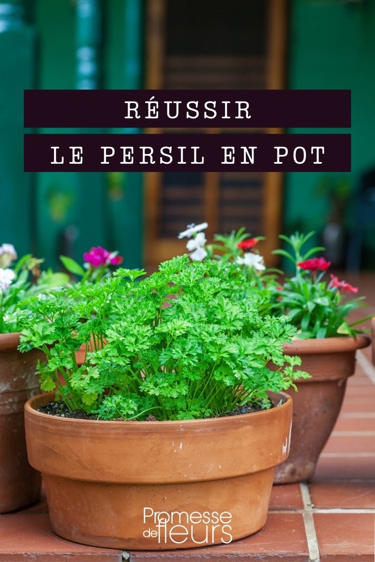 cultiver du persil en pot