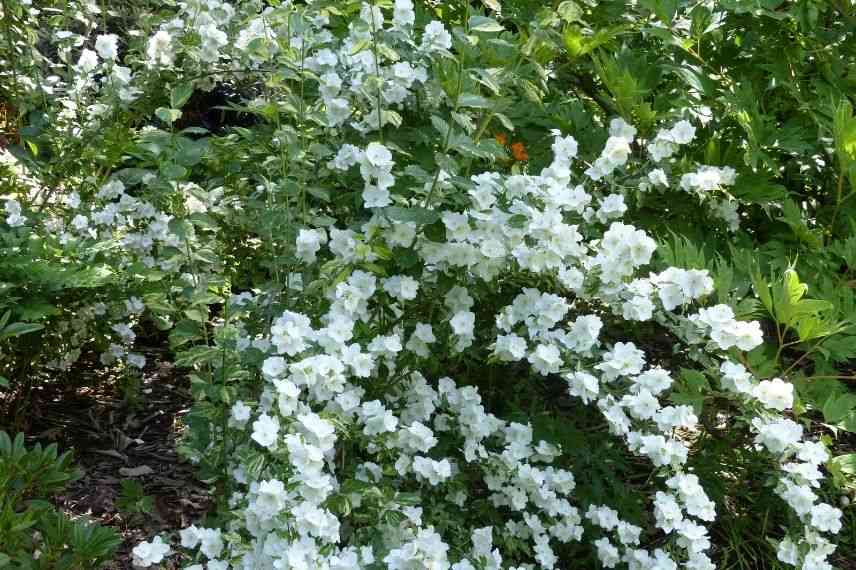 Seringat, arbuste floraison blanche fin de printemps