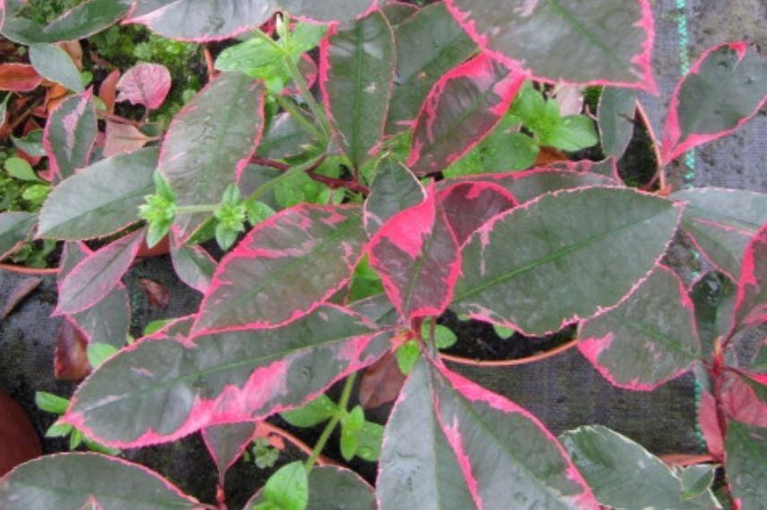 photinia en pot, arbuste feuillage persistant rouge en pot