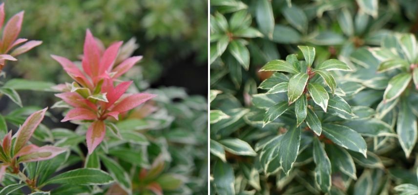 andromède du Japon en pot, arbuste cultivé en pot