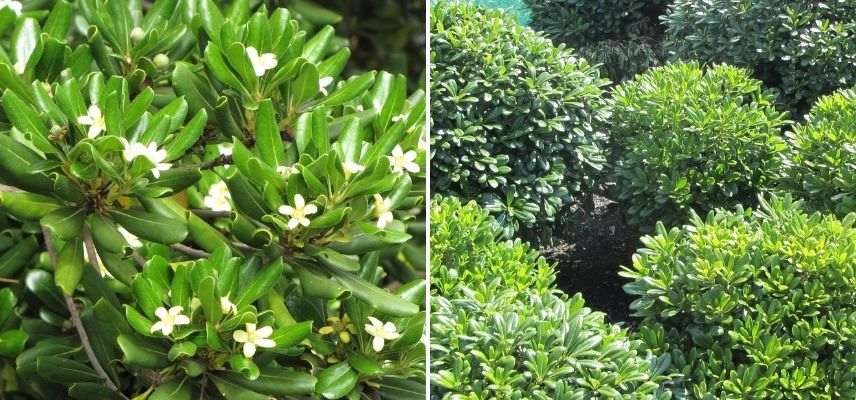 pittosporum en pot, arbuste persistant en pot