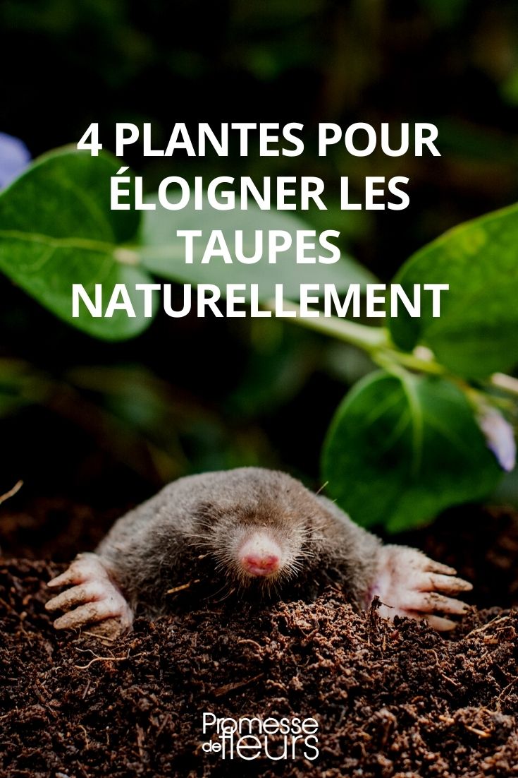 Traitement naturel anti-taupes, campagnols et mulots