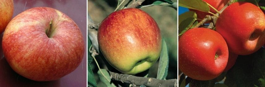 quelles variétés choisir pour pommes séchées