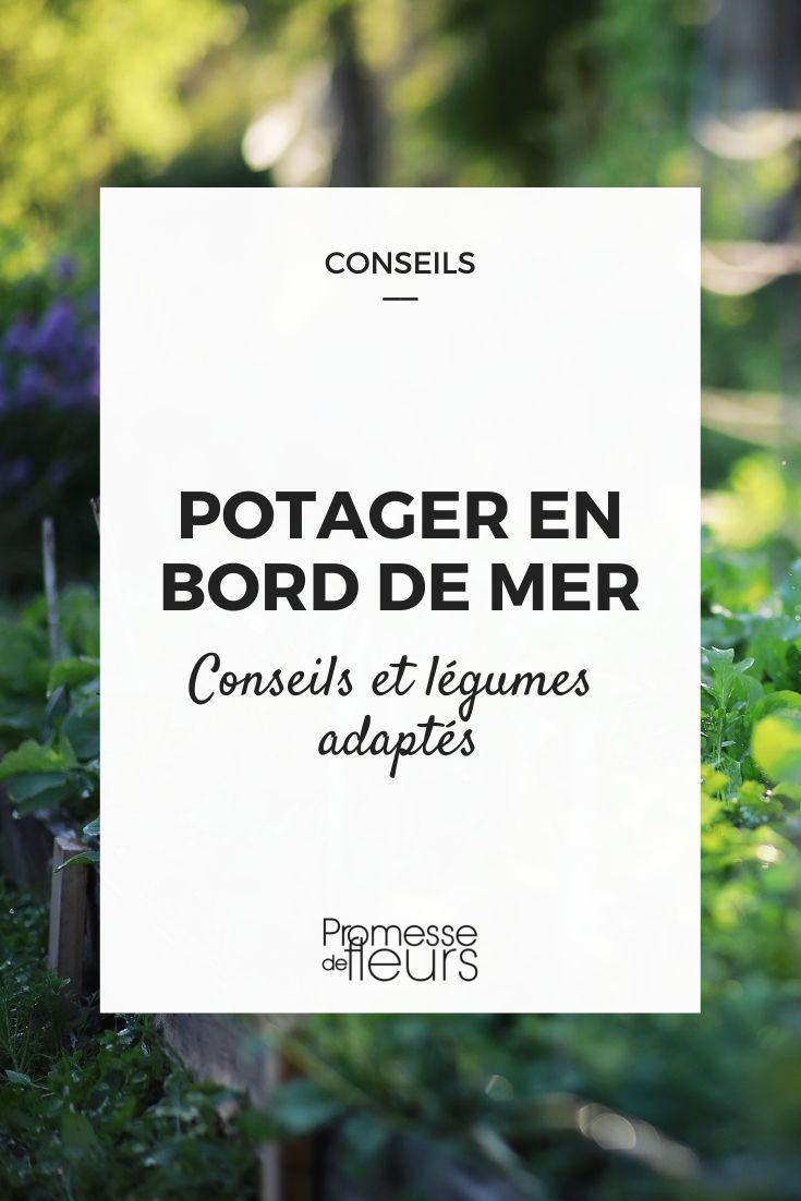 faire un potager en bord de mer