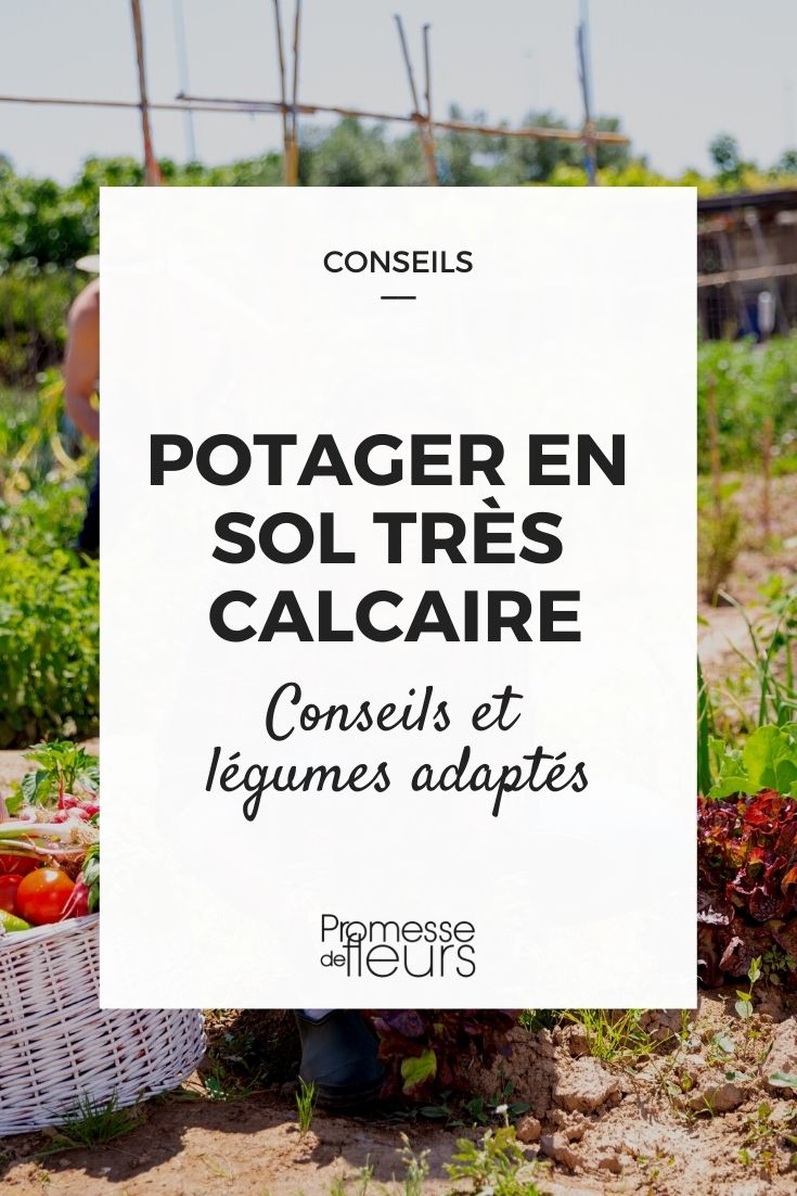 Sol calcaire : conseils de jardinage et plantes adaptées