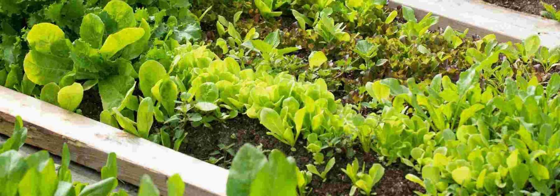 Créer un potager en sol caillouteux