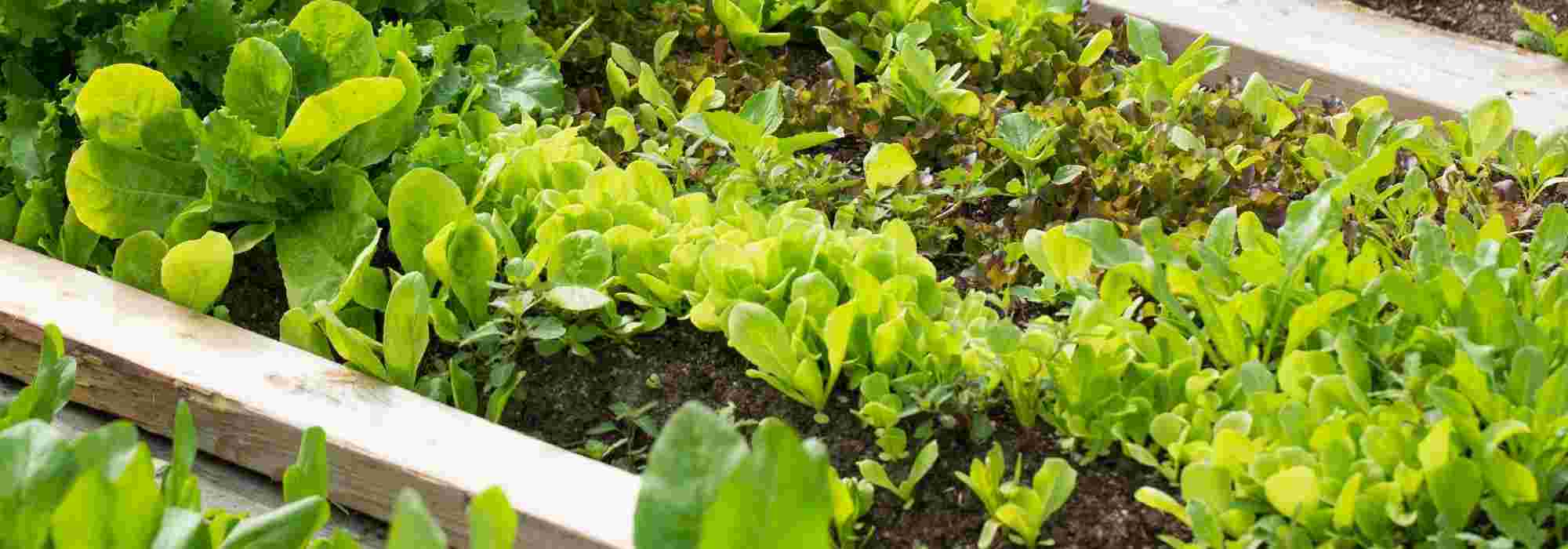 Ver de terre, utile pour vos semis au jardin