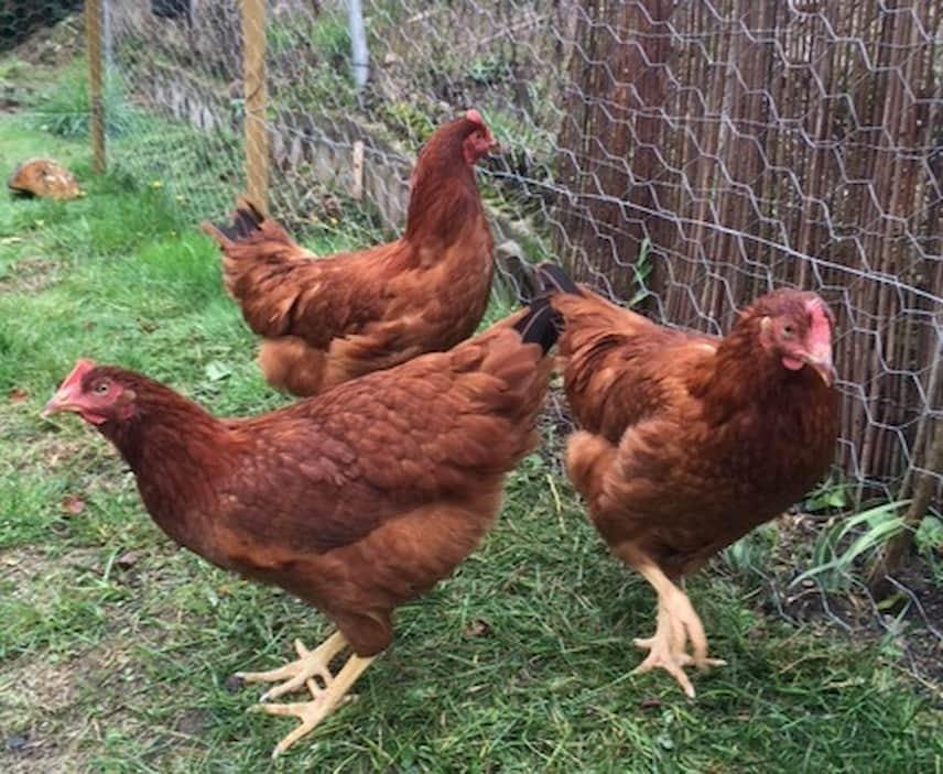 Les fientes de poules pour enrichir son potager