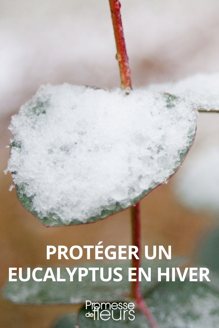 protéger un eucalyptus en hiver
