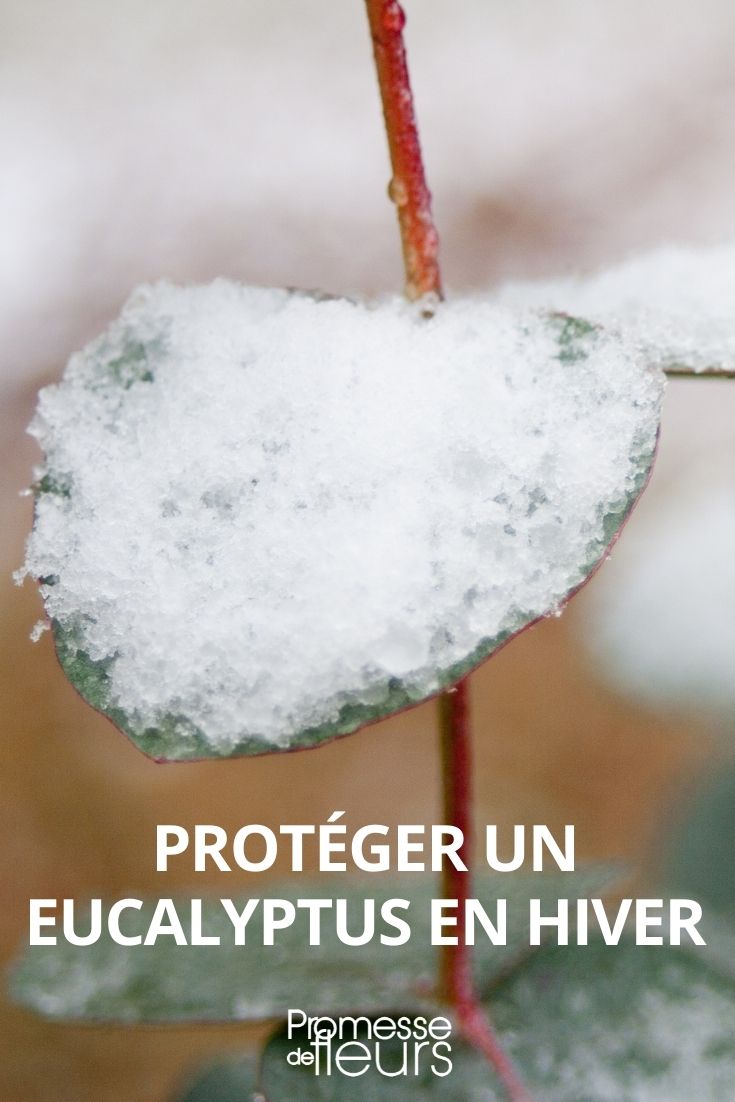 Tout sur les protections hivernales