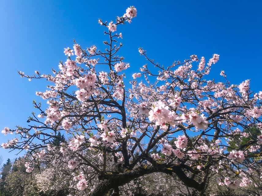 prunus dulcis amandier