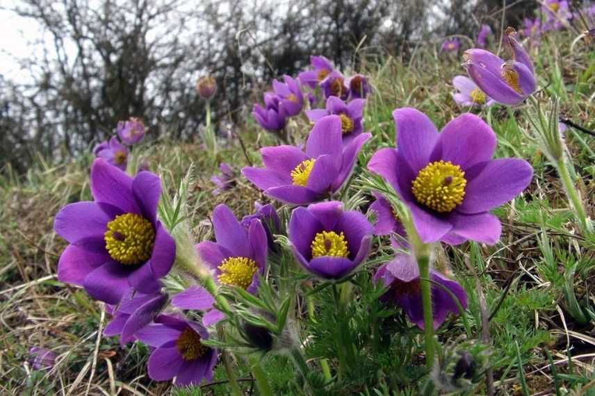 Pulsatille, Anémone pulsatille rocaille, plante de rocaille alpine