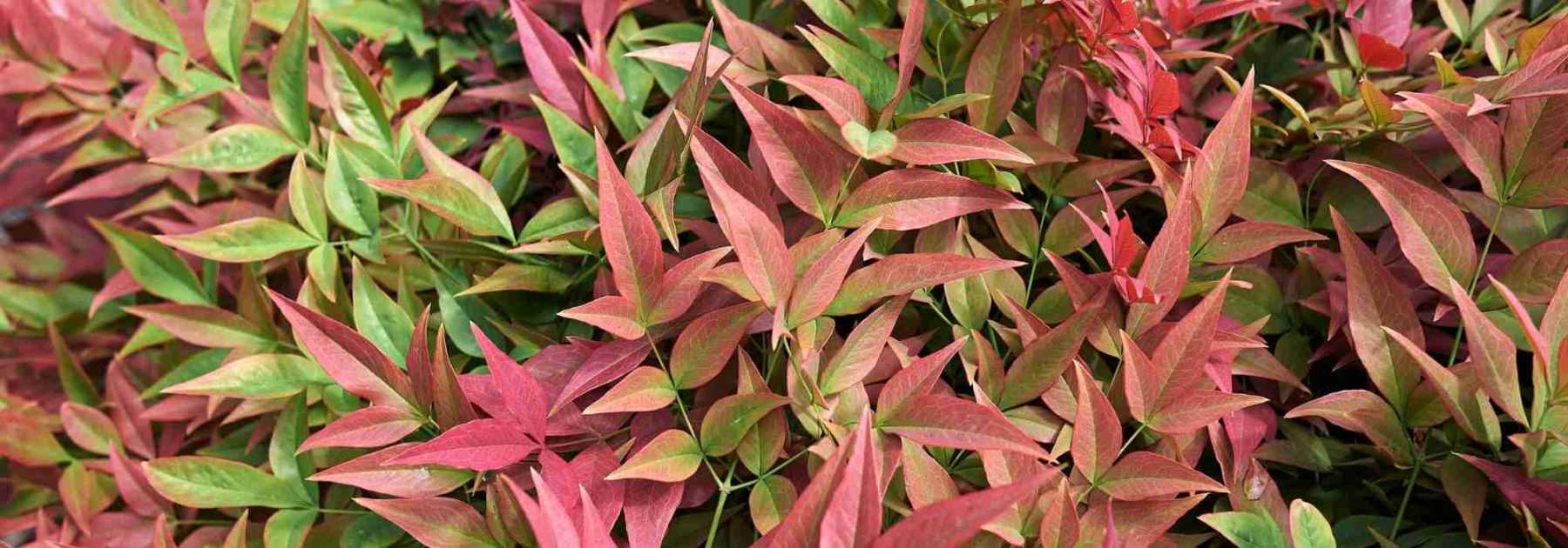 Que peut-on planter sur une terrasse exposée Nord ?