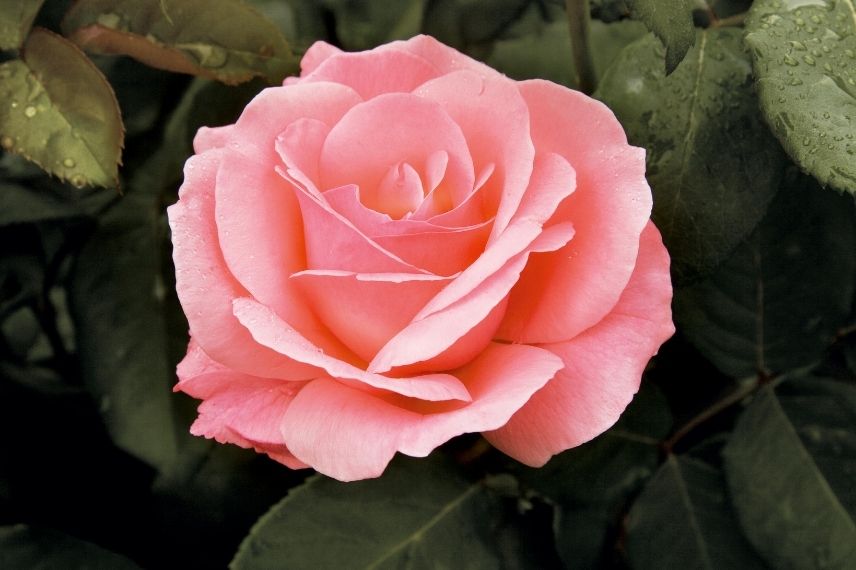 rose pour bouquet, rosier reine d'Angleterre, roses de l'histoire