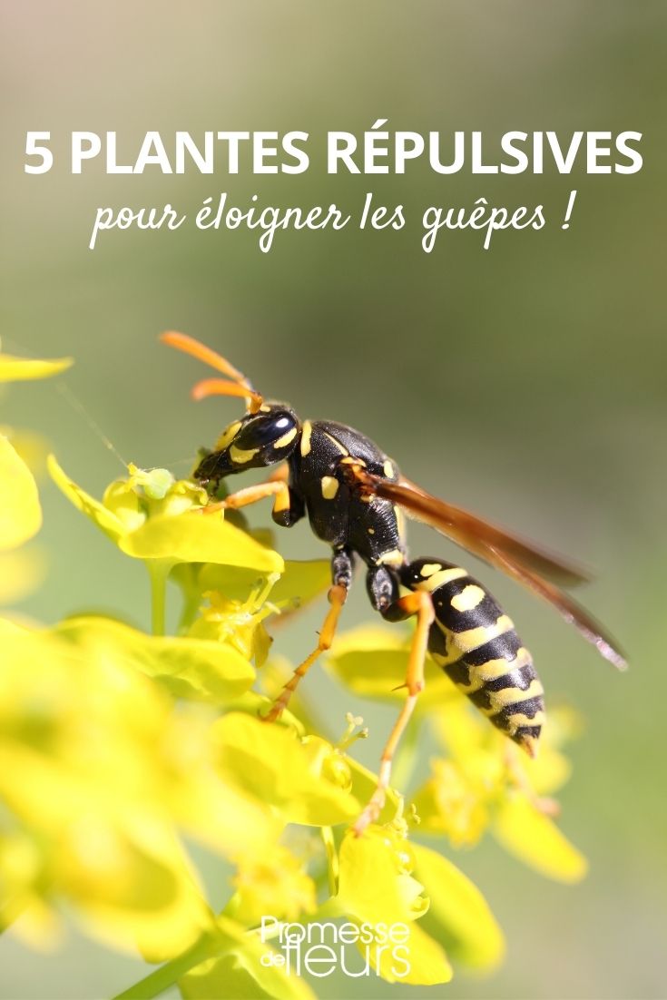 eloigner les guepes