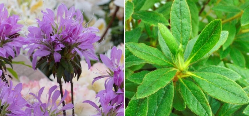 azalée araignée en pot, arbuste persistant, azalée du Japon en pot