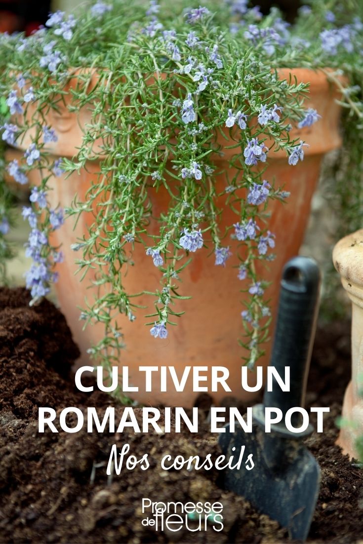 Cultiver un romarin en pot