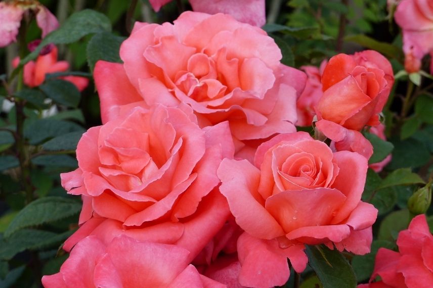 rosier meilland grandes fleurs, rosier nom actrice célèbre