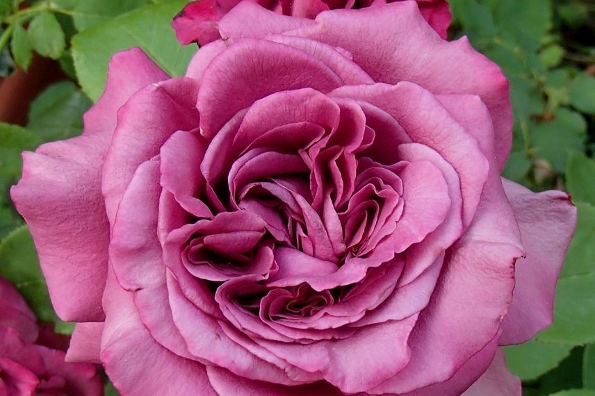 rosier grandes fleurs mauves meilland, rosier nom acteur