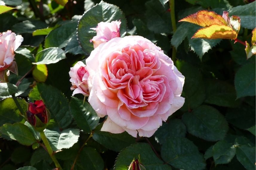 rosier guillot fleurs parfumées, rosier nom actrice