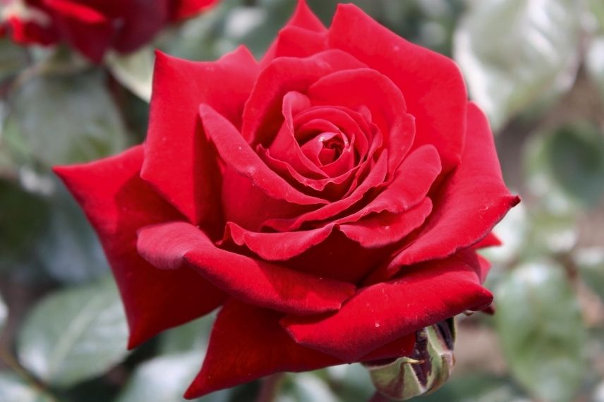 rosier poulsen fleurs rouges, rosier actrice célèbre