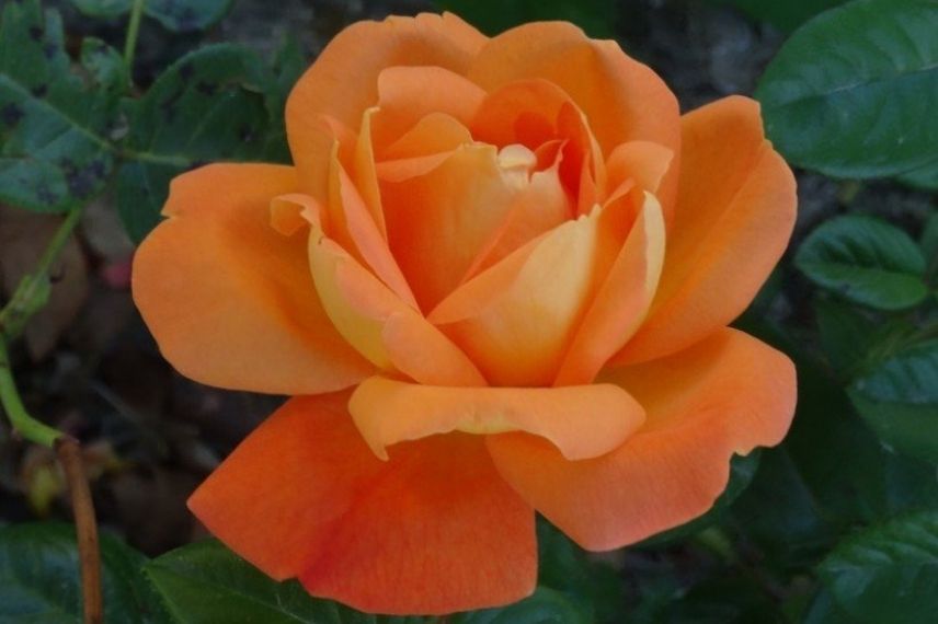 rosier meilland couleur rare, rosier nom acteur français célèbre