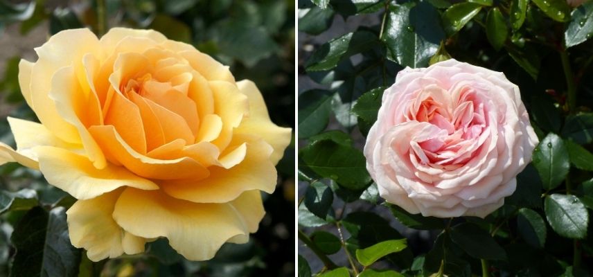 Voile d'hivernage pour la protection des rosiers, arbustes, plantes du  balcon du froid de l'hiver - Accessoires jardinage Meilland Richardier
