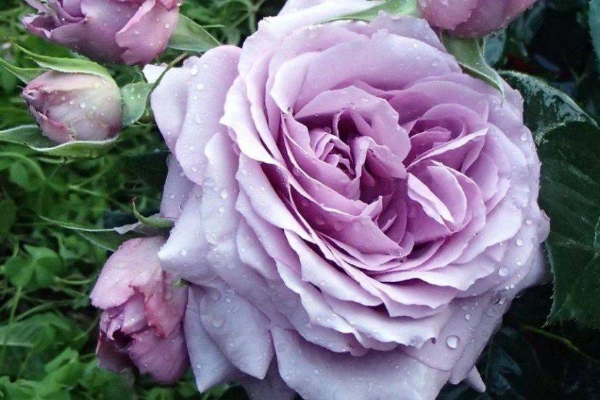 rosier Love Song musique, grandes roses lavande
