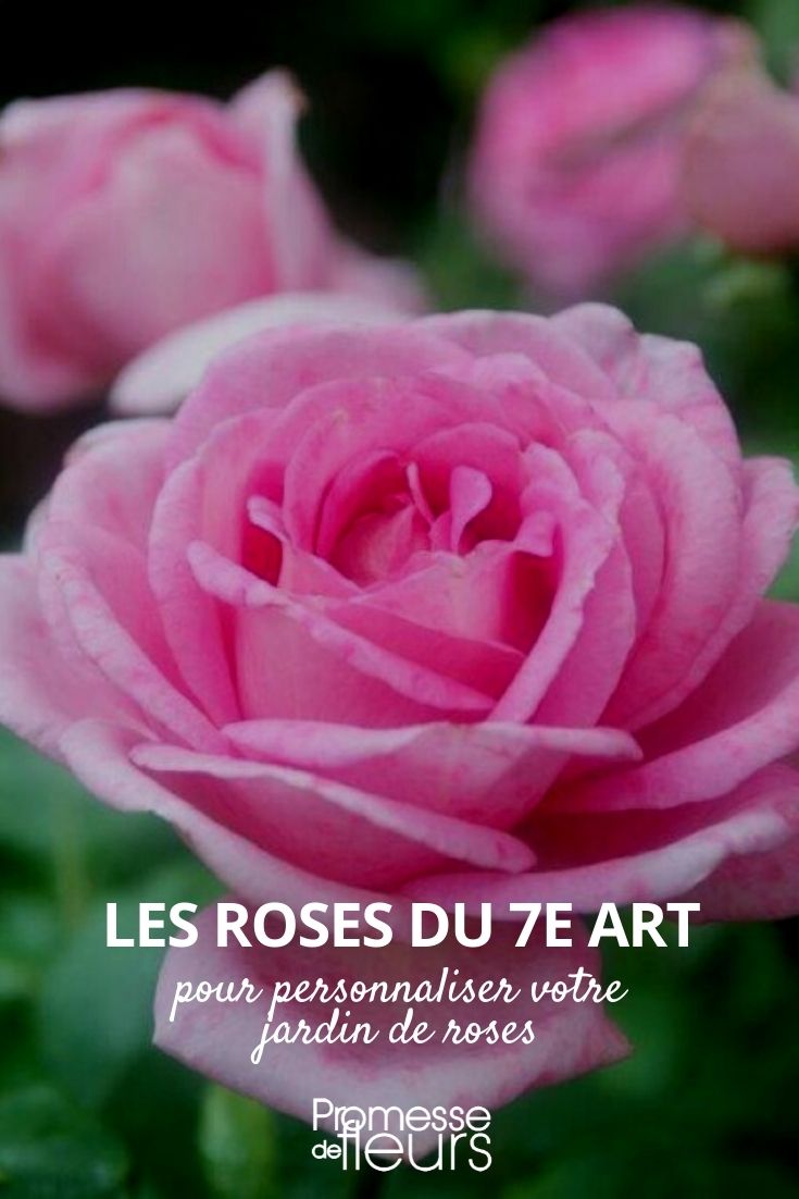 roses du 7e art