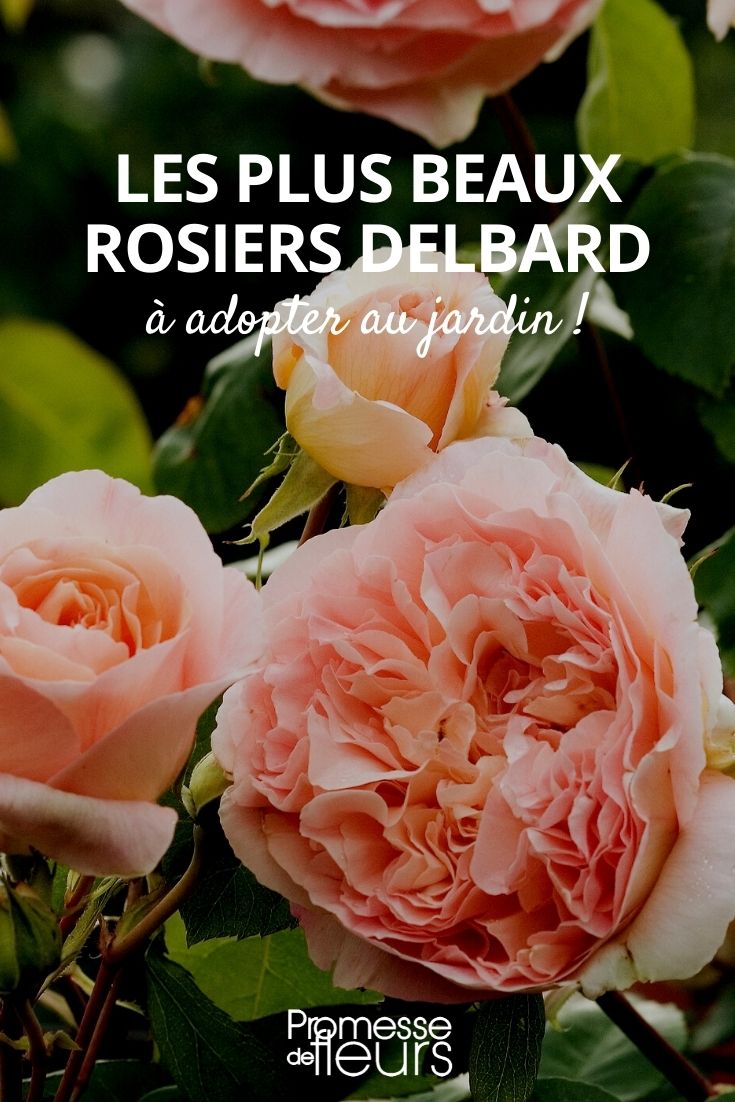 rosier delbard