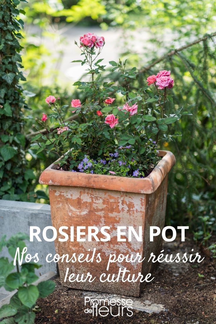 Cultiver un rosier en pot