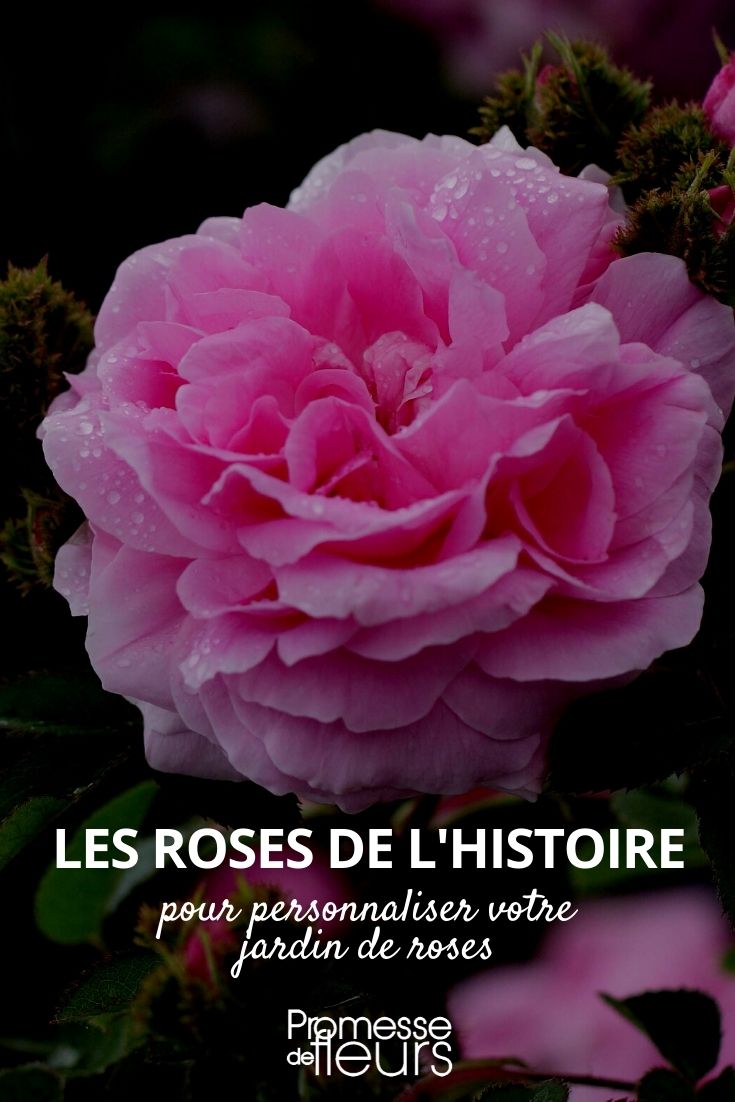 roses histoire