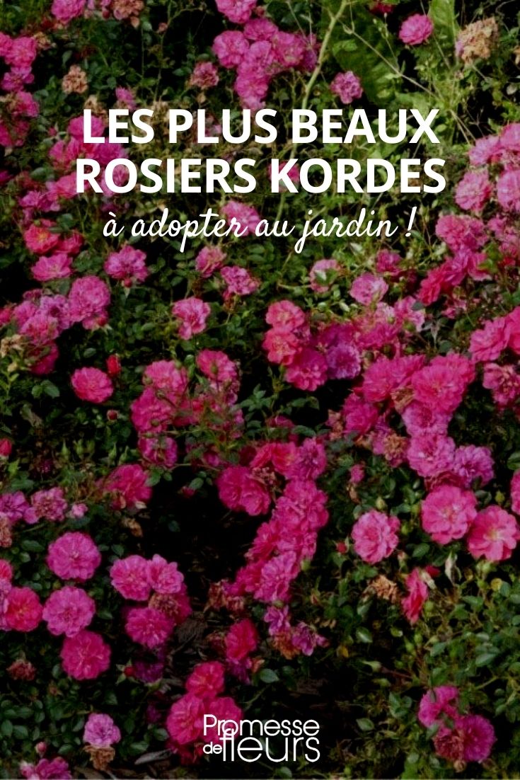 sélection de rosiers kordes