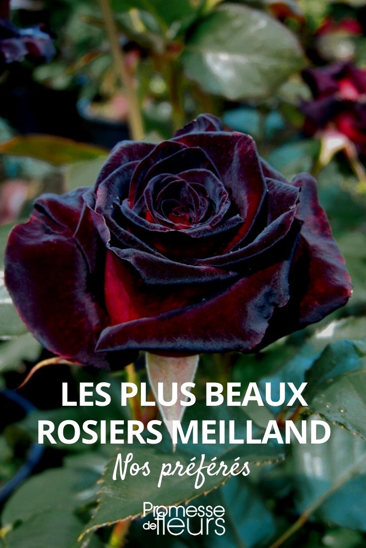 rosier meilland