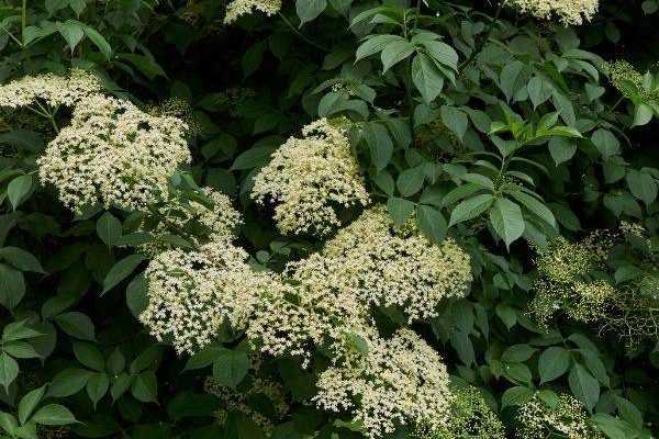 Quand et comment faire sécher les fleurs de sureau ?