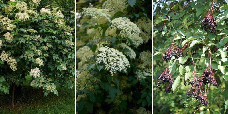 sureau noir, arbuste fleurs en corymbes