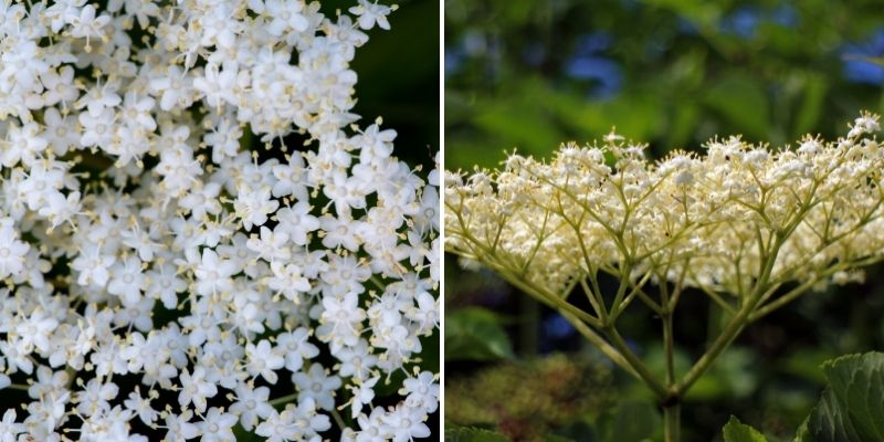 fleur de sureau, inflorescence en corymbe